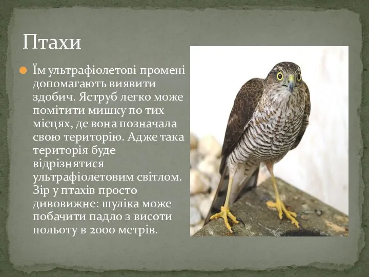 Їм ультрафіолетові промені допомагають виявити здобич. Яструб легко може помітити