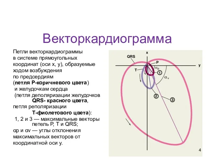 Векторкардиограмма Петли векторкардиограммы в системе прямоугольных координат (оси х, у),