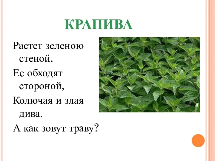 КРАПИВА Растет зеленою стеной, Ее обходят стороной, Колючая и злая дива. А как зовут траву?