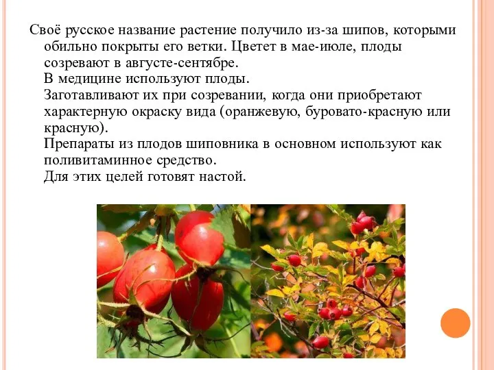 Своё русское название растение получило из-за шипов, которыми обильно покрыты