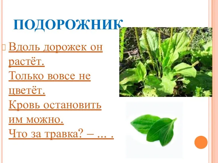 ПОДОРОЖНИК Вдоль дорожек он растёт. Только вовсе не цветёт. Кровь