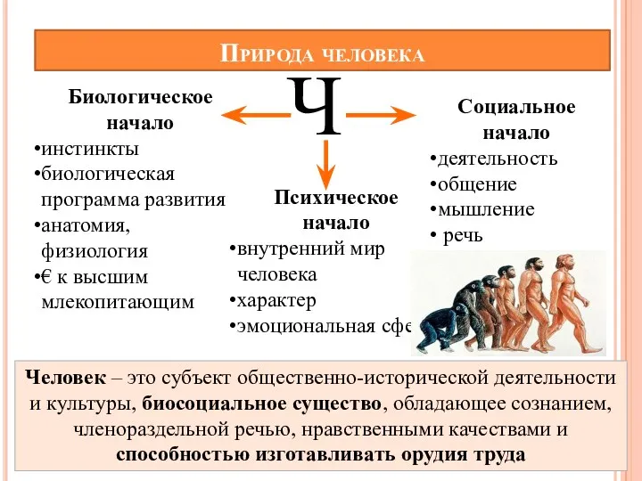 Природа человека Ч Биологическое начало инстинкты биологическая программа развития анатомия, физиология € к