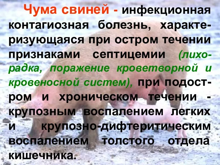 Чума свиней - инфекционная контагиозная болезнь, характе-ризующаяся при остром течении