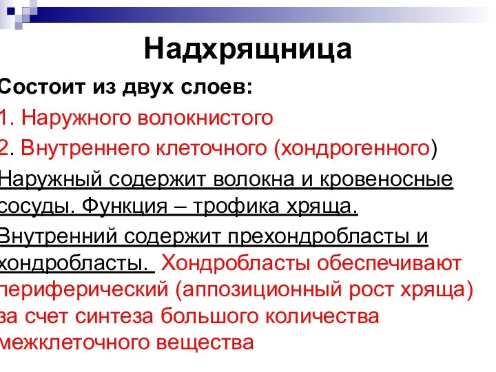 Надхрящница Состоит из двух слоев: 1. Наружного волокнистого 2. Внутреннего