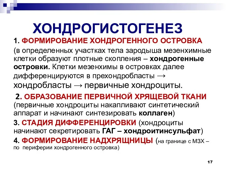 ХОНДРОГИСТОГЕНЕЗ 1. ФОРМИРОВАНИЕ ХОНДРОГЕННОГО ОСТРОВКА (в определенных участках тела зародыша