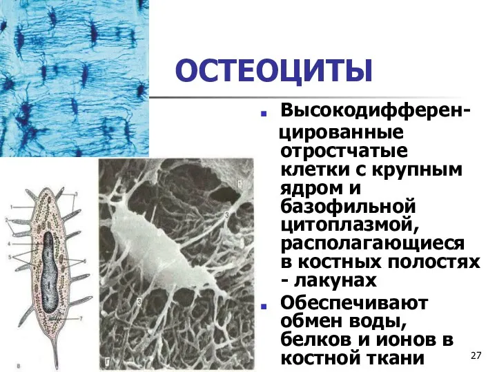 ОСТЕОЦИТЫ Высокодифферен- цированные отростчатые клетки с крупным ядром и базофильной