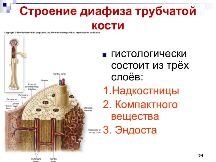 Строение диафиза трубчатой кости гистологически состоит из трёх слоёв: 1.Надкостницы 2. Компактного вещества 3. Эндоста