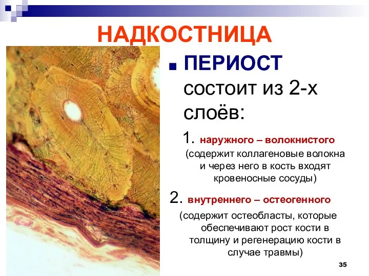 НАДКОСТНИЦА ПЕРИОСТ состоит из 2-х слоёв: 1. наружного – волокнистого (содержит коллагеновые волокна