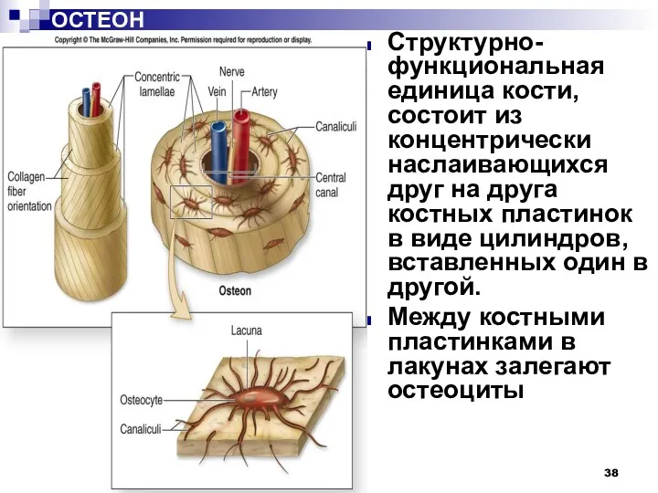 ОСТЕОН Структурно-функциональная единица кости, состоит из концентрически наслаивающихся друг на друга костных пластинок