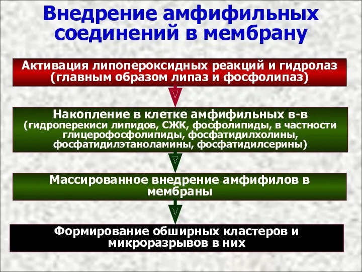 Внедрение амфифильных соединений в мембрану Активация липопероксидных реакций и гидролаз