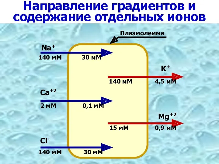 Направление градиентов и содержание отдельных ионов Na+ 140 мМ 30