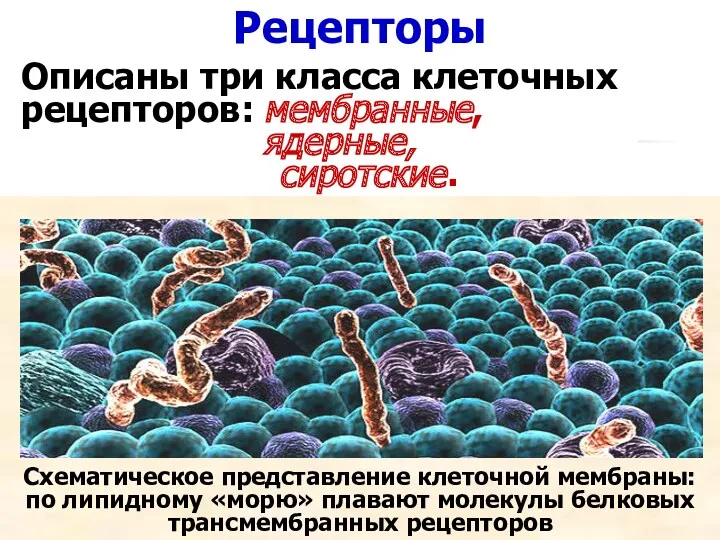 Рецепторы Схематическое представление клеточной мембраны: по липидному «морю» плавают молекулы