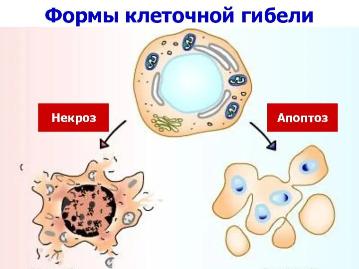 Формы клеточной гибели Некроз Апоптоз