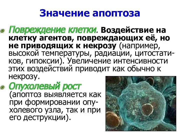 Значение апоптоза Повреждение клетки. Воздействие на клетку агентов, повреждающих её,