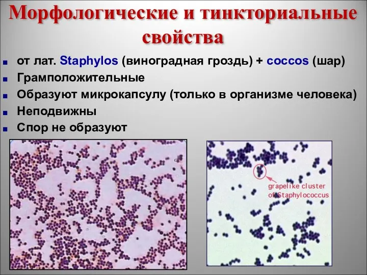 Морфологические и тинкториальные свойства от лат. Staphylos (виноградная гроздь) +