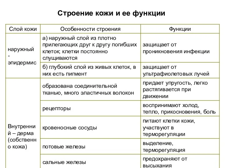 Строение кожи и ее функции