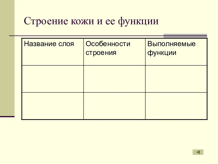 Строение кожи и ее функции