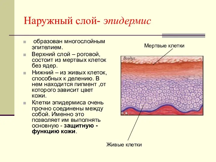 Наружный слой- эпидермис образован многослойным эпителием. Верхний слой – роговой,