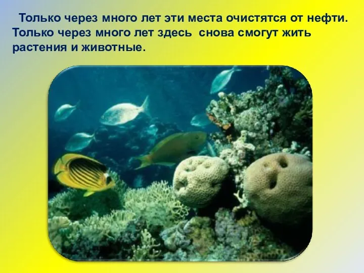 Только через много лет эти места очистятся от нефти. Только через много лет