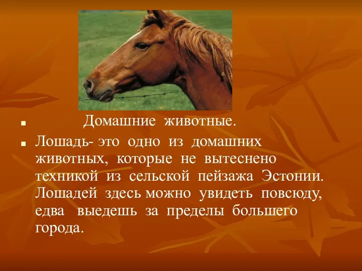 Домашние животные. Лошадь- это одно из домашних животных, которые не
