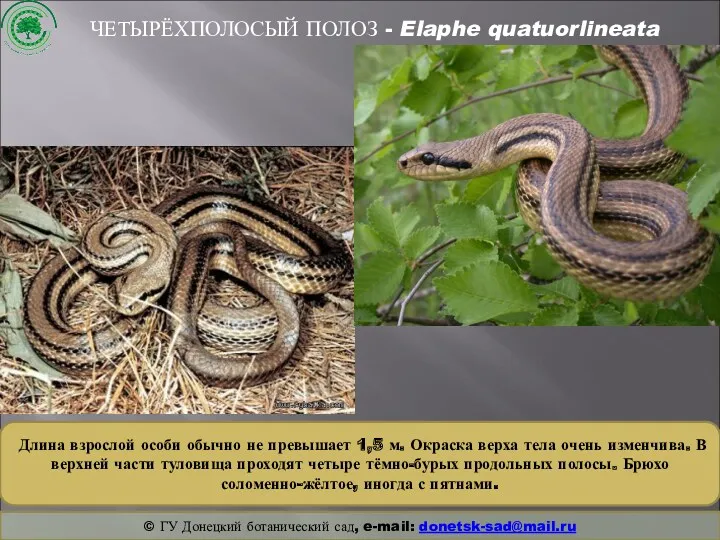 ЧЕТЫРЁХПОЛОСЫЙ ПОЛОЗ - Elaphe quatuorlineata Длина взрослой особи обычно не превышает 1,5 м.