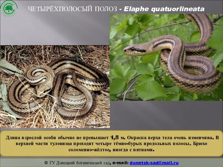 ЧЕТЫРЁХПОЛОСЫЙ ПОЛОЗ - Elaphe quatuorlineata Длина взрослой особи обычно не