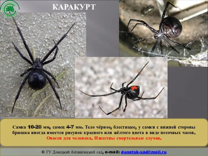 КАРАКУРТ © ГУ Донецкий ботанический сад, e-mail: donetsk-sad@mail.ru Самка 10-20 мм, самец 4-7