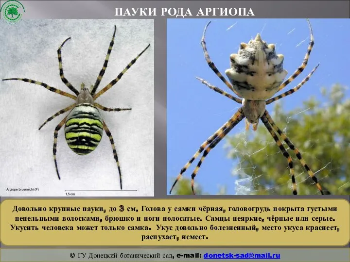 ПАУКИ РОДА АРГИОПА © ГУ Донецкий ботанический сад, e-mail: donetsk-sad@mail.ru Довольно крупные пауки,