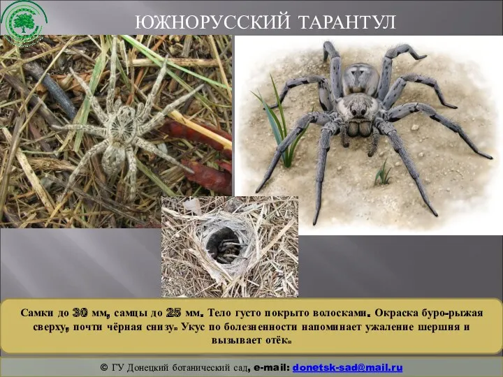 ЮЖНОРУССКИЙ ТАРАНТУЛ © ГУ Донецкий ботанический сад, e-mail: donetsk-sad@mail.ru Самки до 30 мм,