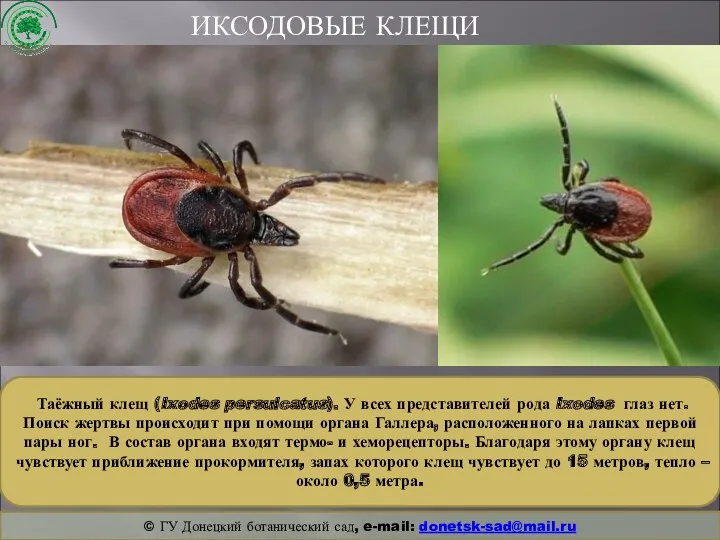 ИКСОДОВЫЕ КЛЕЩИ Таёжный клещ (Ixodes persulcatus). У всех представителей рода Ixodes глаз нет.