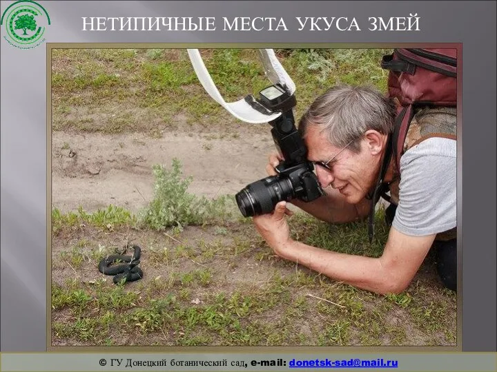 НЕТИПИЧНЫЕ МЕСТА УКУСА ЗМЕЙ © ГУ Донецкий ботанический сад, e-mail: donetsk-sad@mail.ru