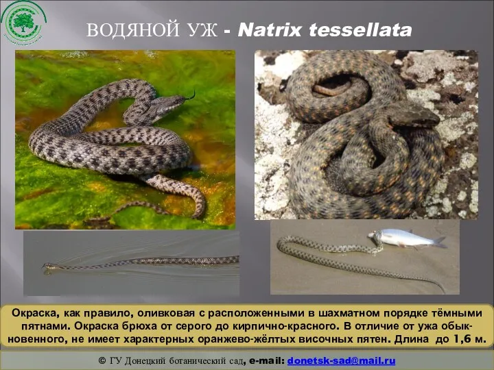 ВОДЯНОЙ УЖ - Natrix tessellata © ГУ Донецкий ботанический сад, e-mail: donetsk-sad@mail.ru Окраска,