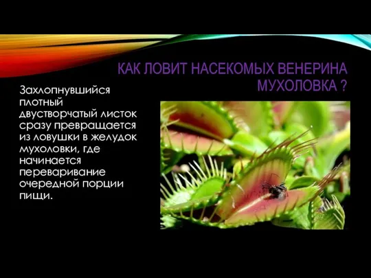 КАК ЛОВИТ НАСЕКОМЫХ ВЕНЕРИНА МУХОЛОВКА ? Захлопнувшийся плотный двустворчатый листок