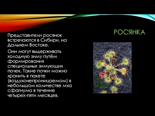 РОСЯНКА Представители росянок встречаются в Сибири, на Дальнем Востоке. Они