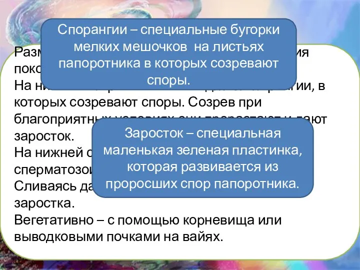 4. Размножение папоротников. Размножение происходит путем чередования поколений. На нижней