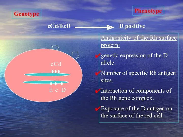 D c E e C d eCd/EcD Phenotype Genotype D