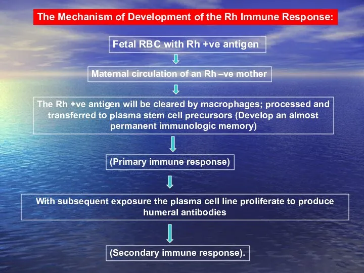 The Mechanism of Development of the Rh Immune Response: Fetal