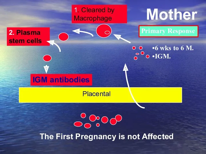 IGM antibodies 1. Cleared by Macrophage 2. Plasma stem cells