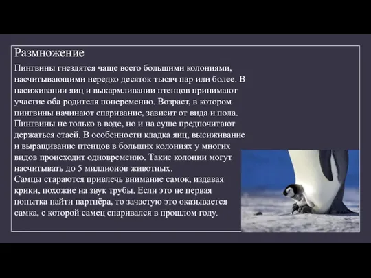 Размножение Пингвины гнездятся чаще всего большими колониями, насчитывающими нередко десяток