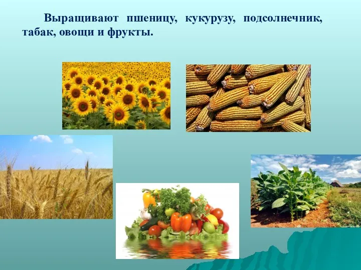 Выращивают пшеницу, кукурузу, подсолнечник, табак, овощи и фрукты.