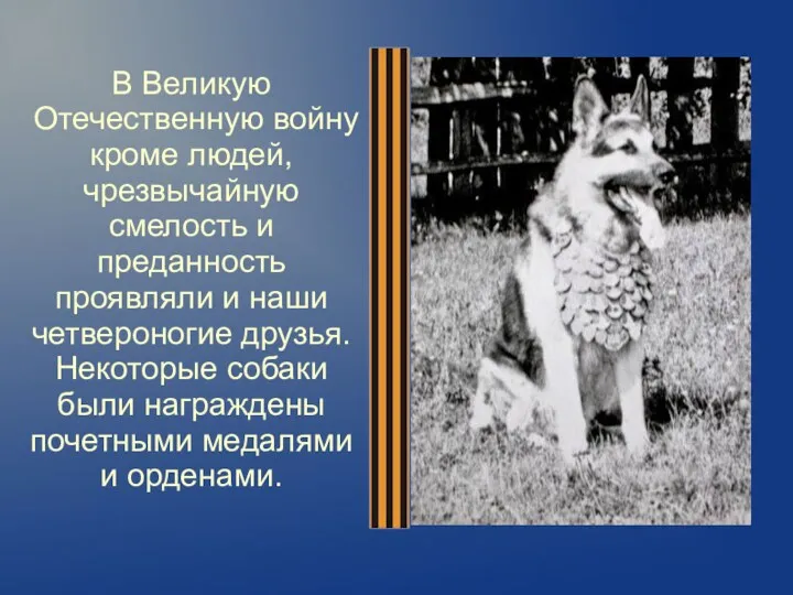 В Великую Отечественную войну кроме людей, чрезвычайную смелость и преданность