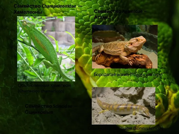 Семейство Chamaeleonidae — Хамелеоны Семейство Agamidae – Агамы Семейство Scincidae