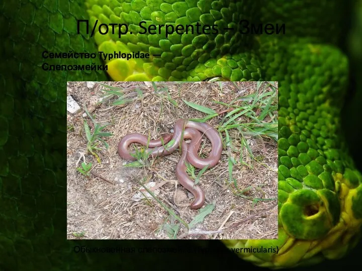 П/отр. Serpentes – Змеи Семейство Typhlopidae — Слепозмейки Обыкновенная слепозмейка (Typhlops vermicularis)