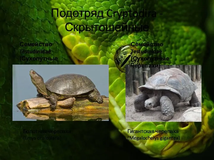 Подотряд Cryptodira - Скрытошейные Гигантская черепаха (Megalochelys gigantea) Семейство Testudinidae