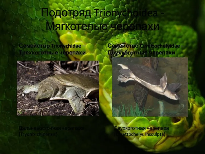 Подотряд Trionychoidea - Мягкотелые черепахи Дальневосточная черепаха (Tryonix chinensis) Семейство