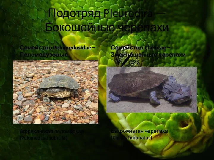 Подотряд Pleurodira — Бокошейные черепахи Африканская пеломедуза (Pelomedusa subrufa) Семейство