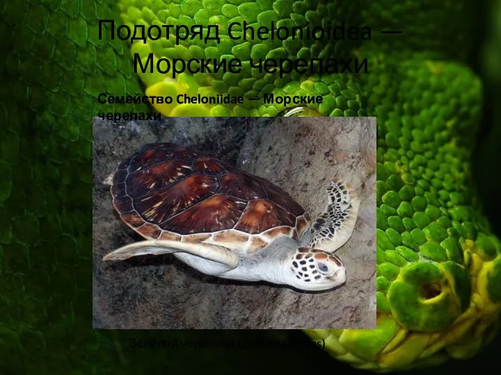 Подотряд Chelonioidea — Морские черепахи Зелёная черепаха (Chelonia mydas) Семейство Cheloniidae — Морские черепахи