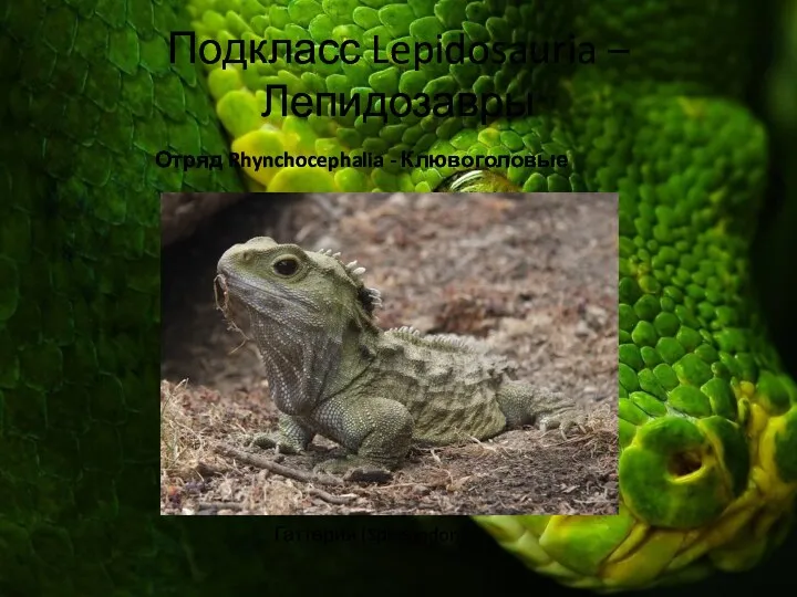 Подкласс Lepidosauria – Лепидозавры Отряд Rhynchocephalia - Клювоголовые Гаттерия (Sphenodon)