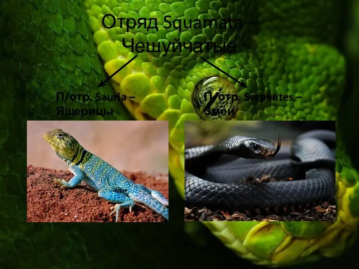 Отряд Squamata – Чешуйчатые П/отр. Sauria – Ящерицы П/отр. Serpentes – Змеи