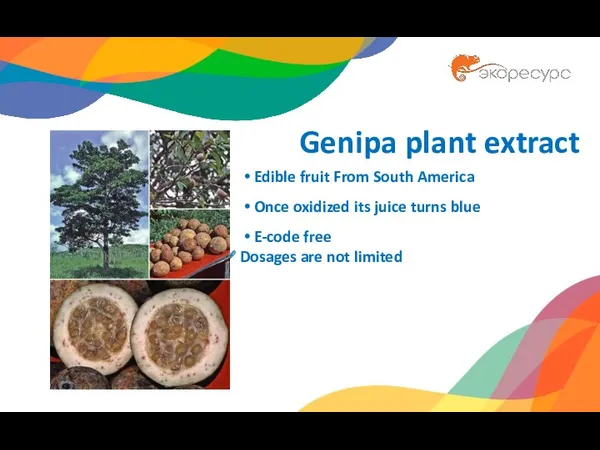 Genipa plant extract Edible fruit From South America Once oxidized